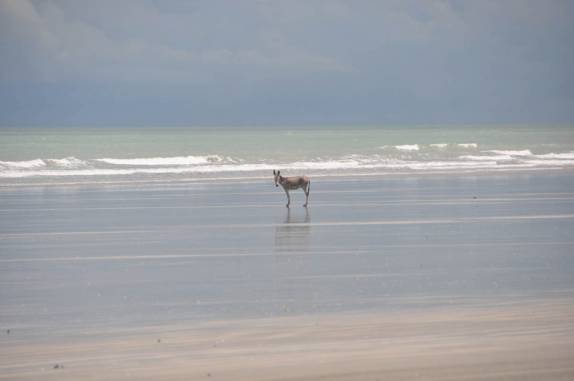 Burros frequentam a praia, bem próximo à Tatajuba - CE